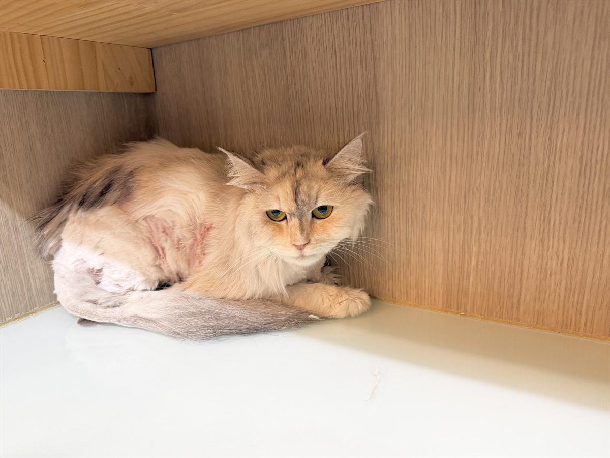 컴투보호소 인천센터에 입소한 페르시안 고양이 '미미'