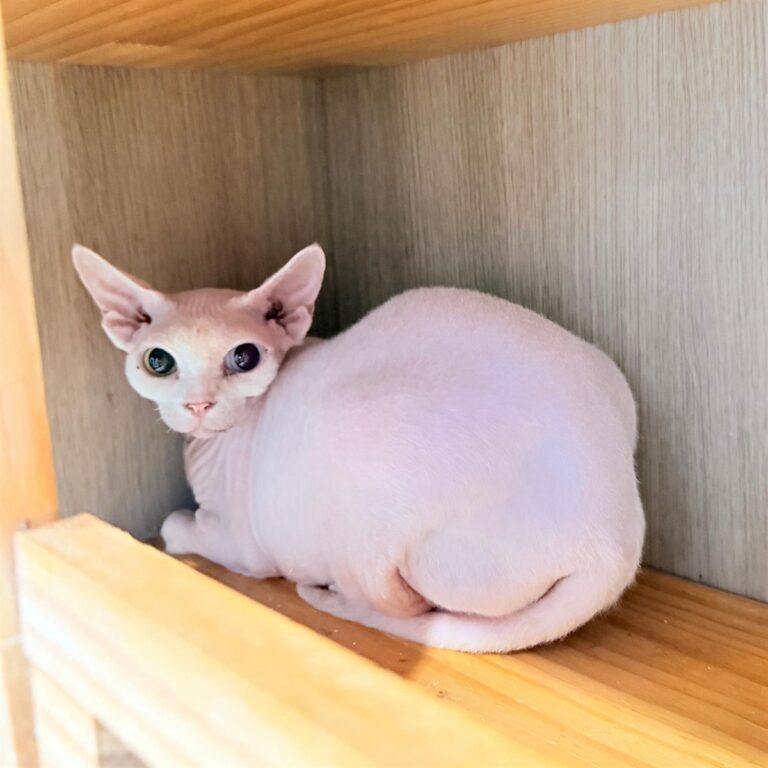 컴투보호소 인천센터에 입소한 스핑크스 고양이 '영자'
