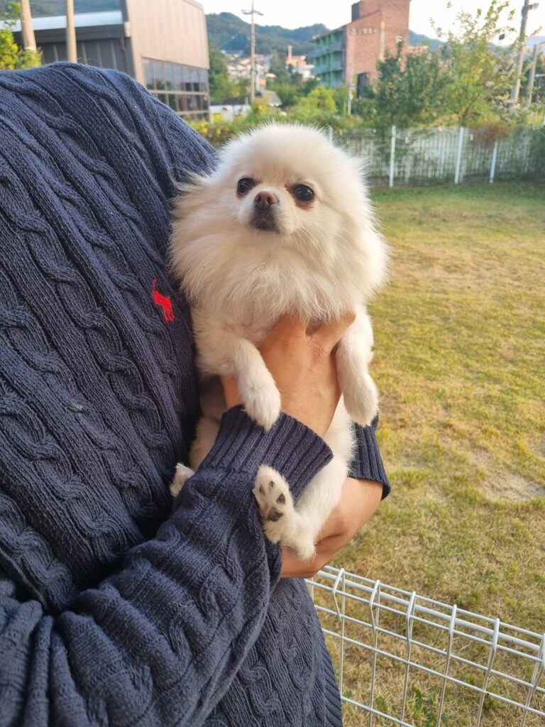 컴투보호소 강원원주센터에 입소한 포메라니안 강아지 '하루'